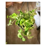 Potus Marble Queen Colgante Potus Marble Queen Colgante