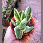 Crassula Ovata Variegata Crassula Ovata Variegata