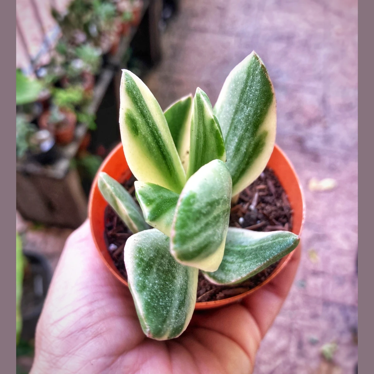 Crassula Ovata Variegata 