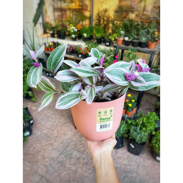 Tradeschantia Nanouk Mediana Tradeschantia Nanouk Mediana