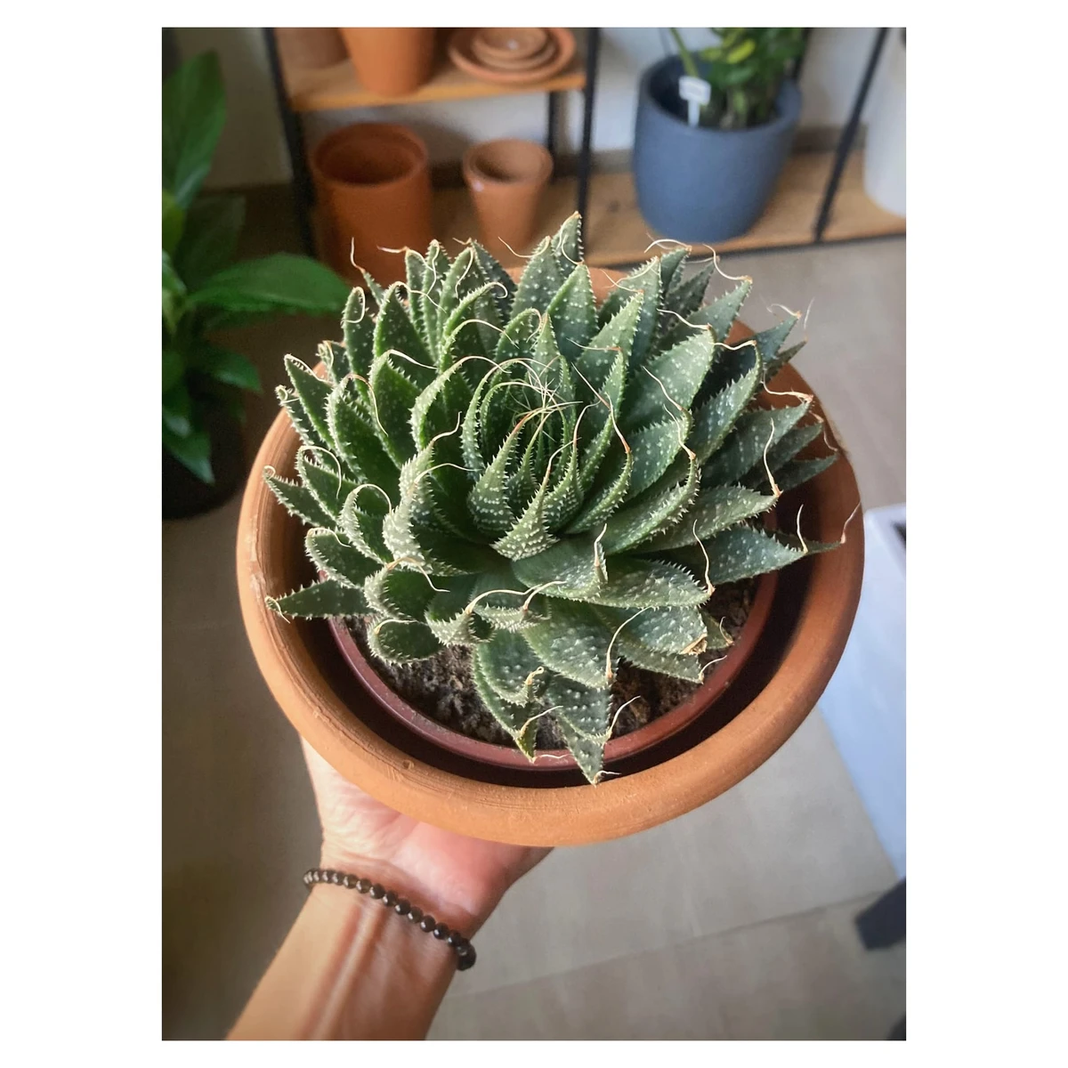 Aloe Aristata 
