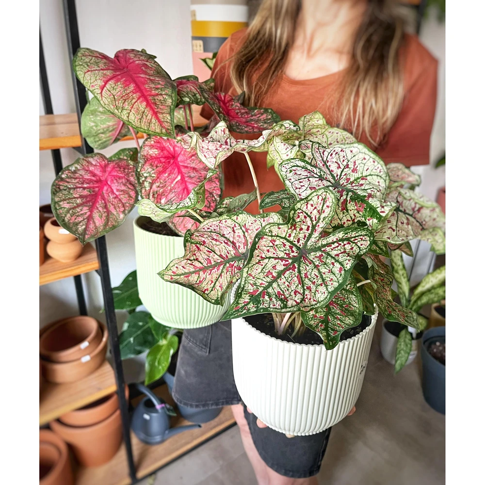 Caladium Caladium