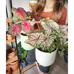 Caladium Caladium