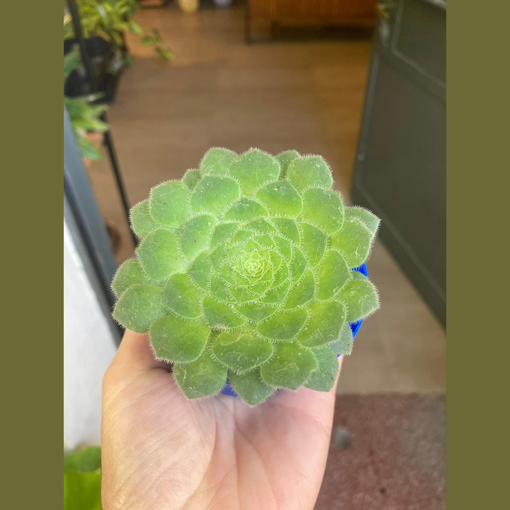 Aeonium Tabuliforme Aeonium Tabuliforme