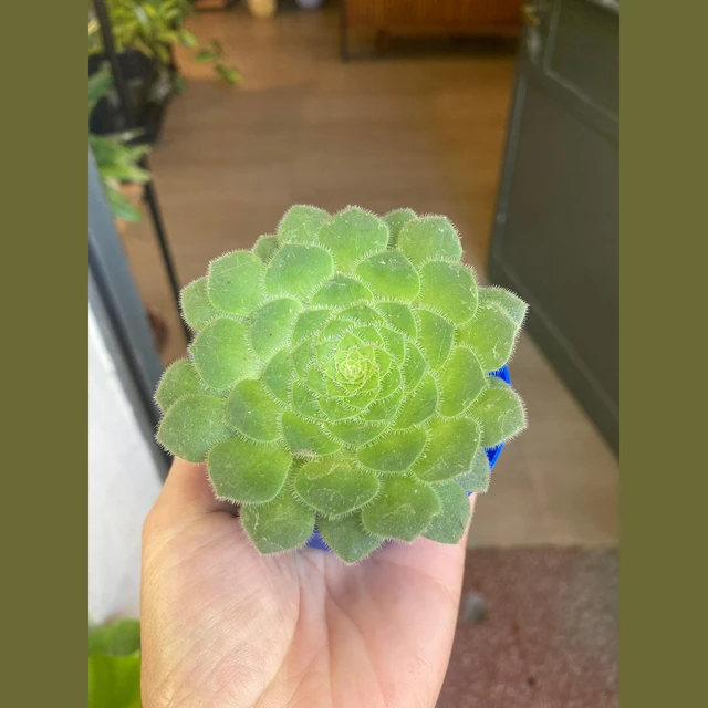 Aeonium Tabuliforme Aeonium Tabuliforme