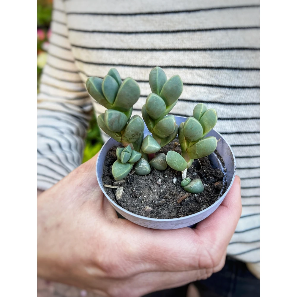 Delosperma Lehmannii Delosperma Lehmannii