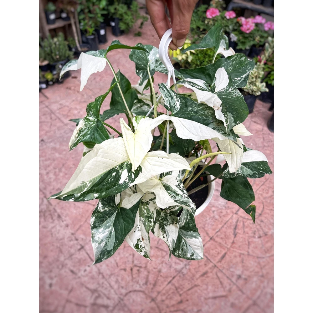 Singonio Variegado Grande Singonio Variegado Grande