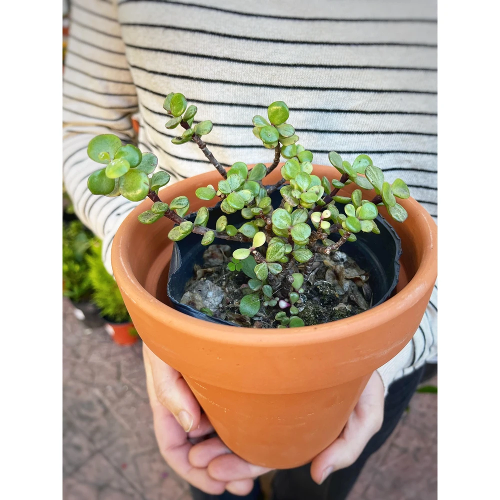 Portulacaria Variegada Portulacaria Variegada
