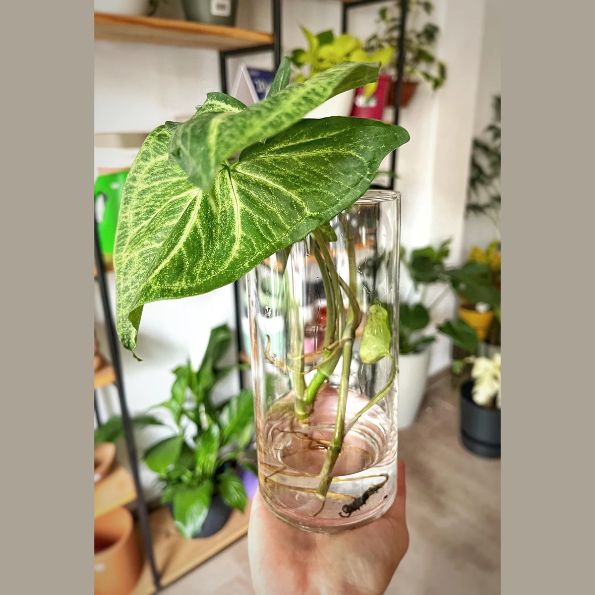 Florero Vidrio 