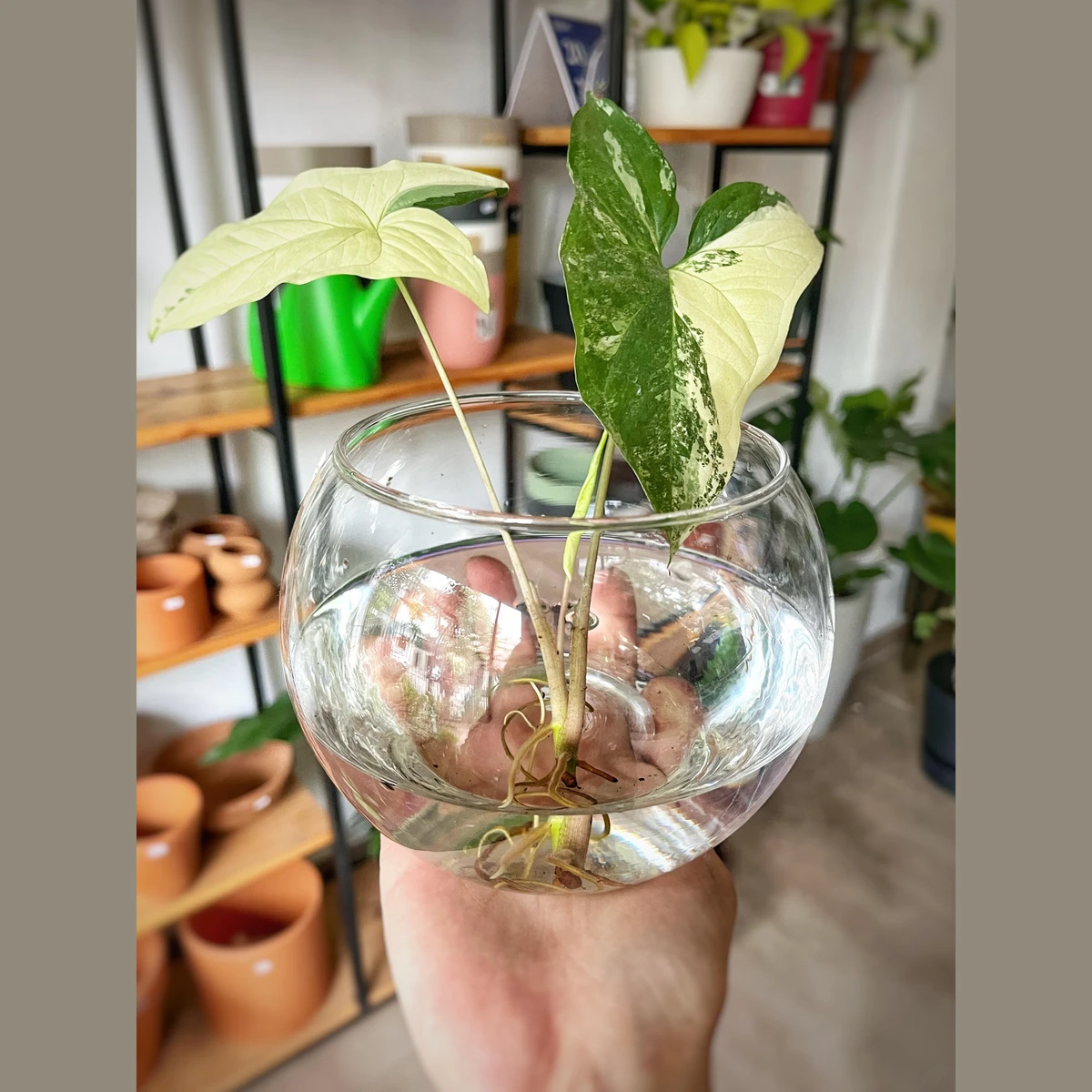 Bowl Vidrio 15cm 