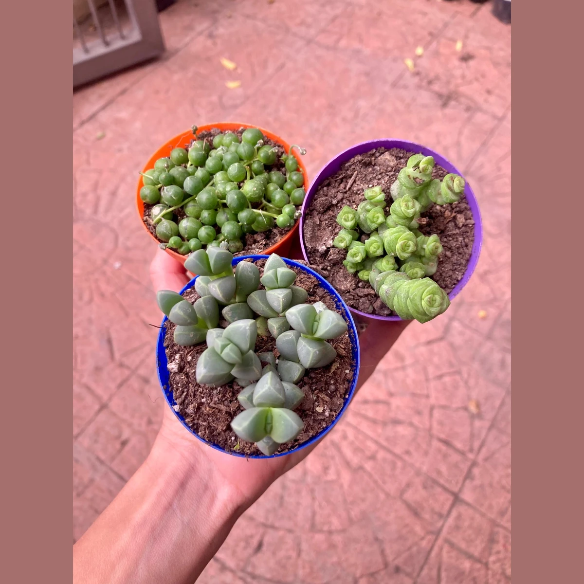 Suculenta Pequeña-macetas de colores 