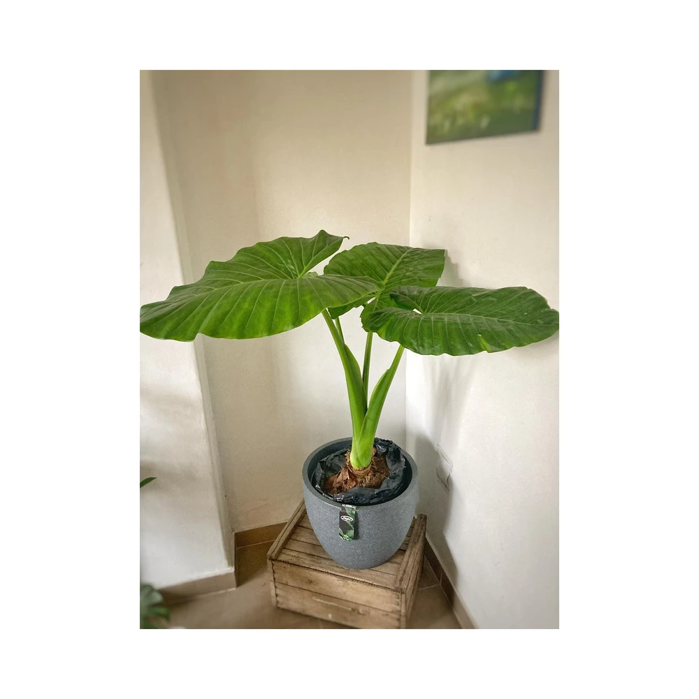 Alocasia Oreja de elefante Alocasia Oreja de elefante