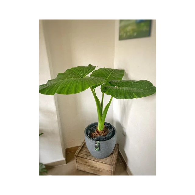 Alocasia Oreja de elefante Alocasia Oreja de elefante