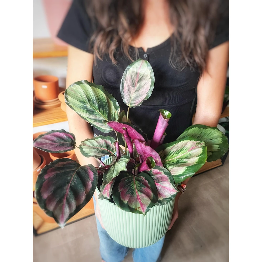 Calathea Roseopicta Grande Calathea Roseopicta Grande