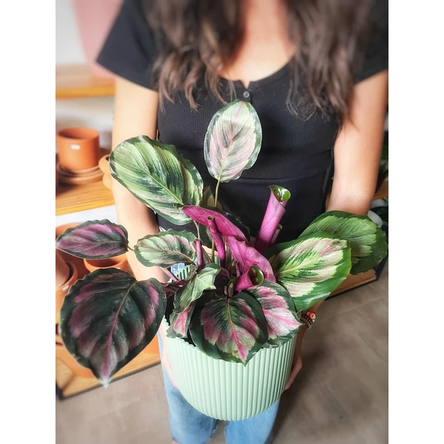 Calathea Roseopicta Grande Calathea Roseopicta Grande
