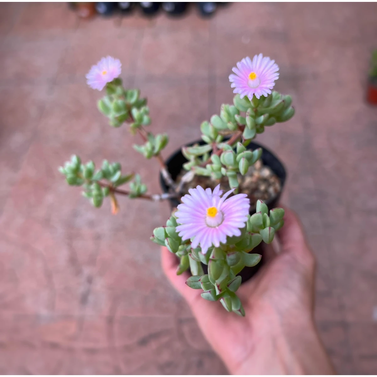 Oscularia Deltoides 