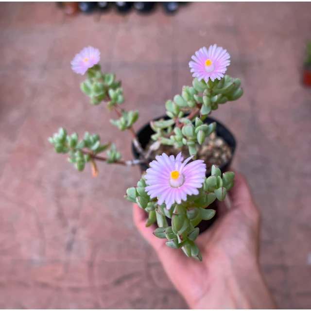 Oscularia Deltoides Oscularia Deltoides