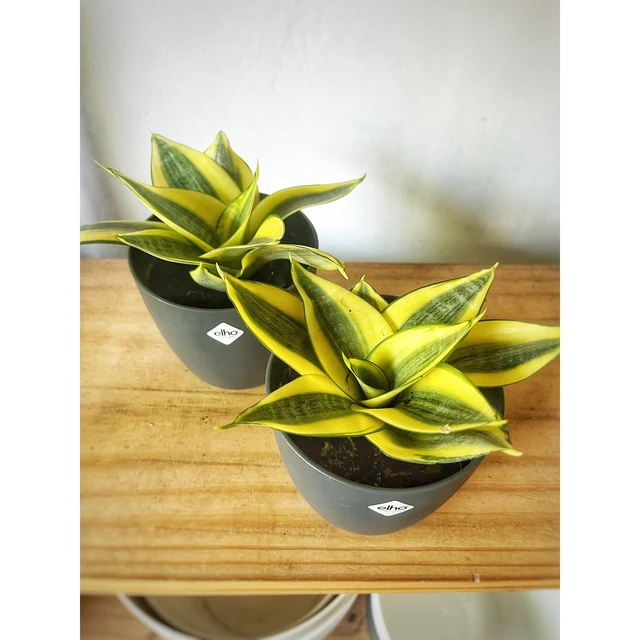 Sansevieria Golden Hahnii Sansevieria Golden Hahnii