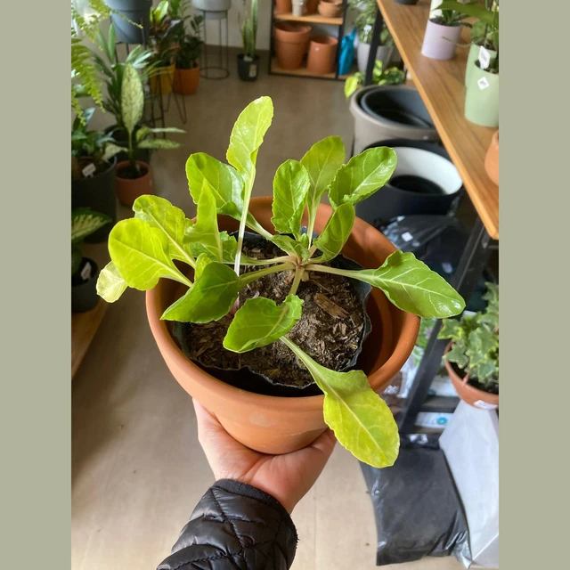 Acelga Acelga