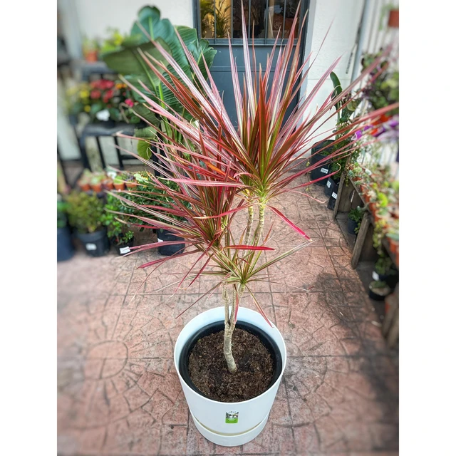 Dracena Tricolor Mediana Dracena Tricolor Mediana