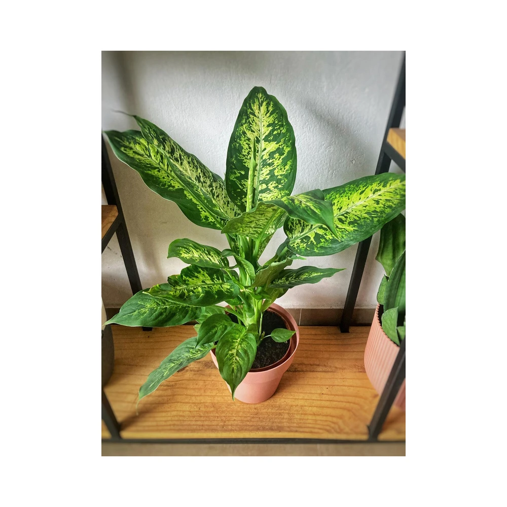 Dieffenbachia Compacta Dieffenbachia Compacta