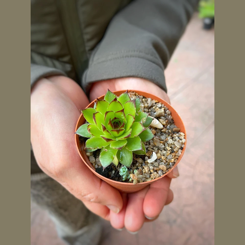 Sempervivum Tectorum Sempervivum Tectorum