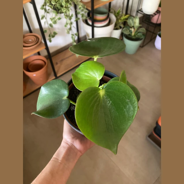 Peperomia Raindrop Peperomia Raindrop