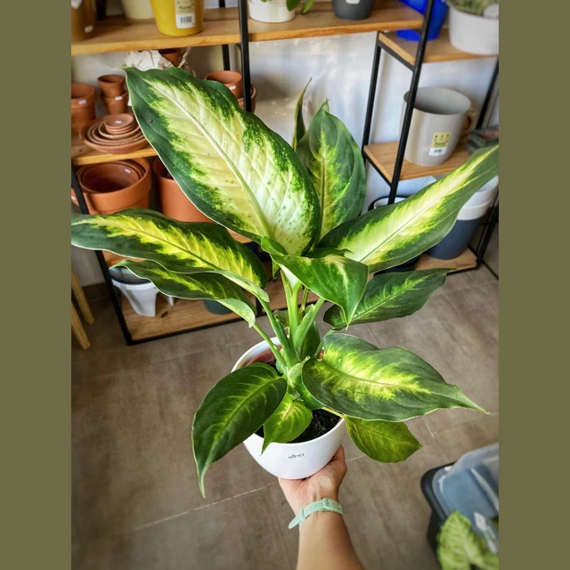 Dieffenbachia Mariana Dieffenbachia Mariana