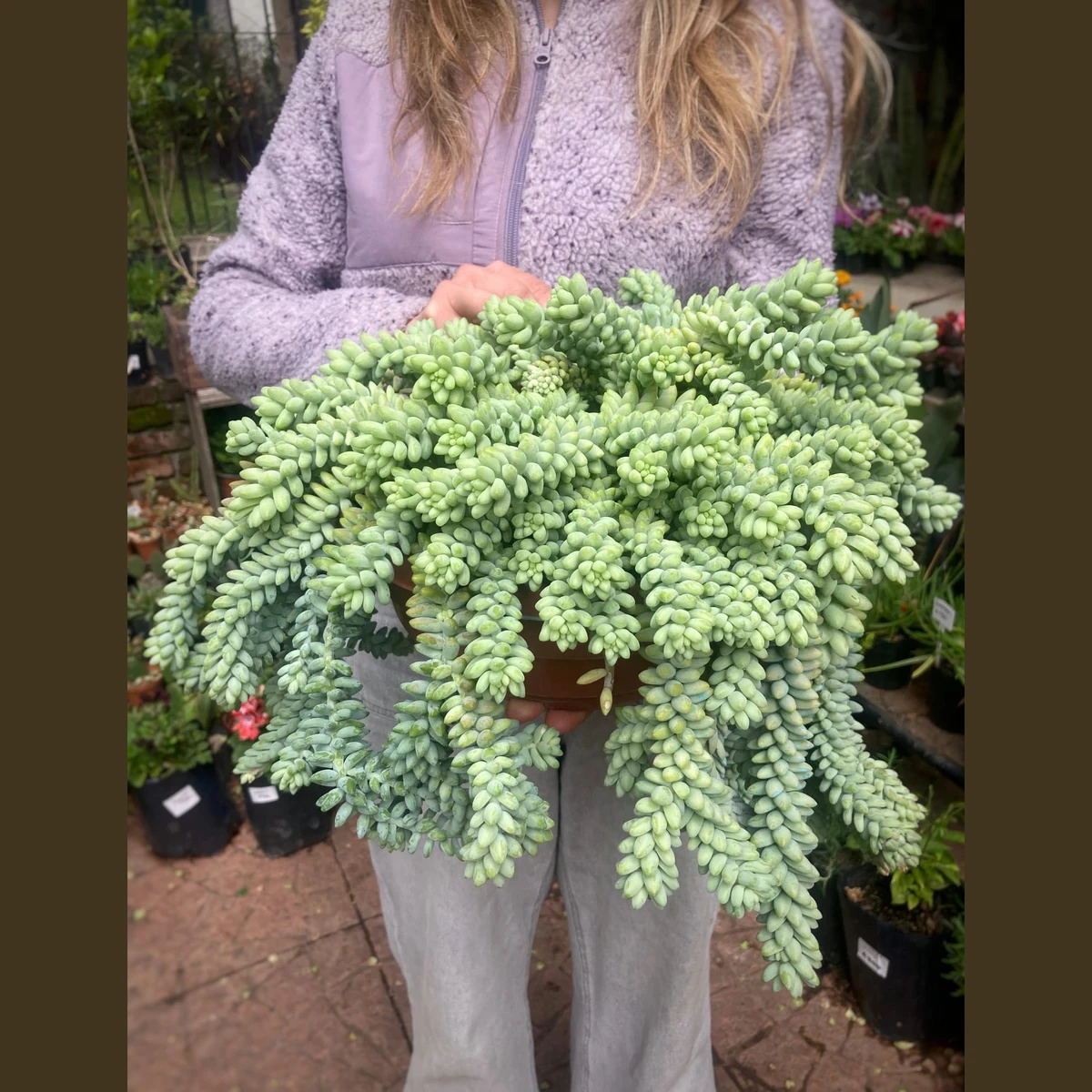 Suculenta Sedum Cola de Burro Grande 