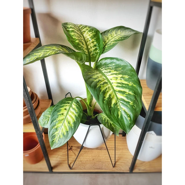 Dieffenbachia Tropic Dieffenbachia Tropic