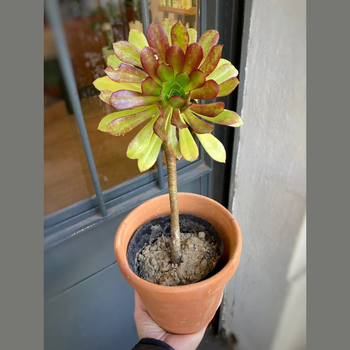 Aeonium Arboreum Mediano 