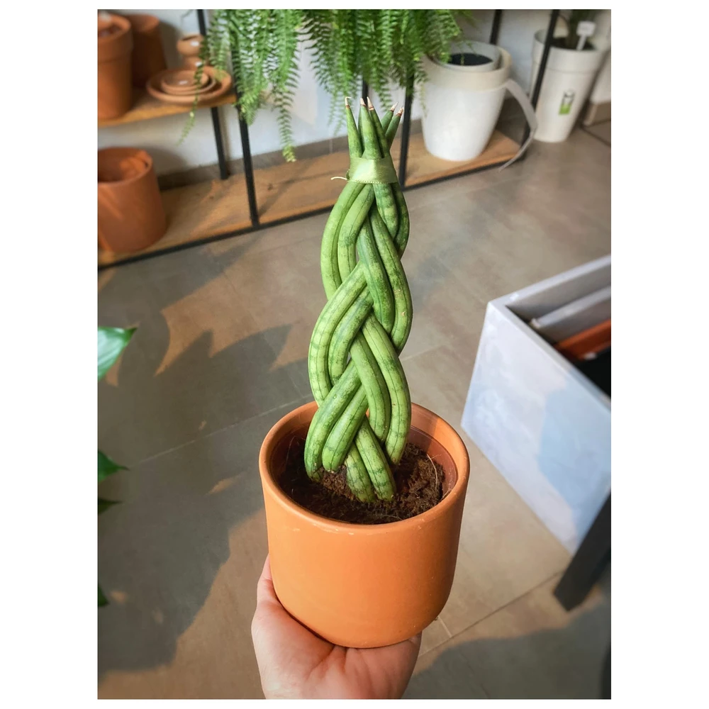 Sansevieria Cylindrica Trenzada Sansevieria Cylindrica Trenzada