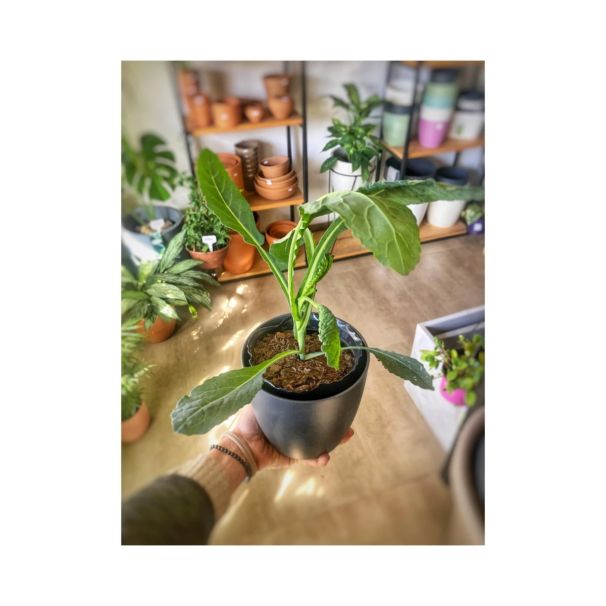 Kale 