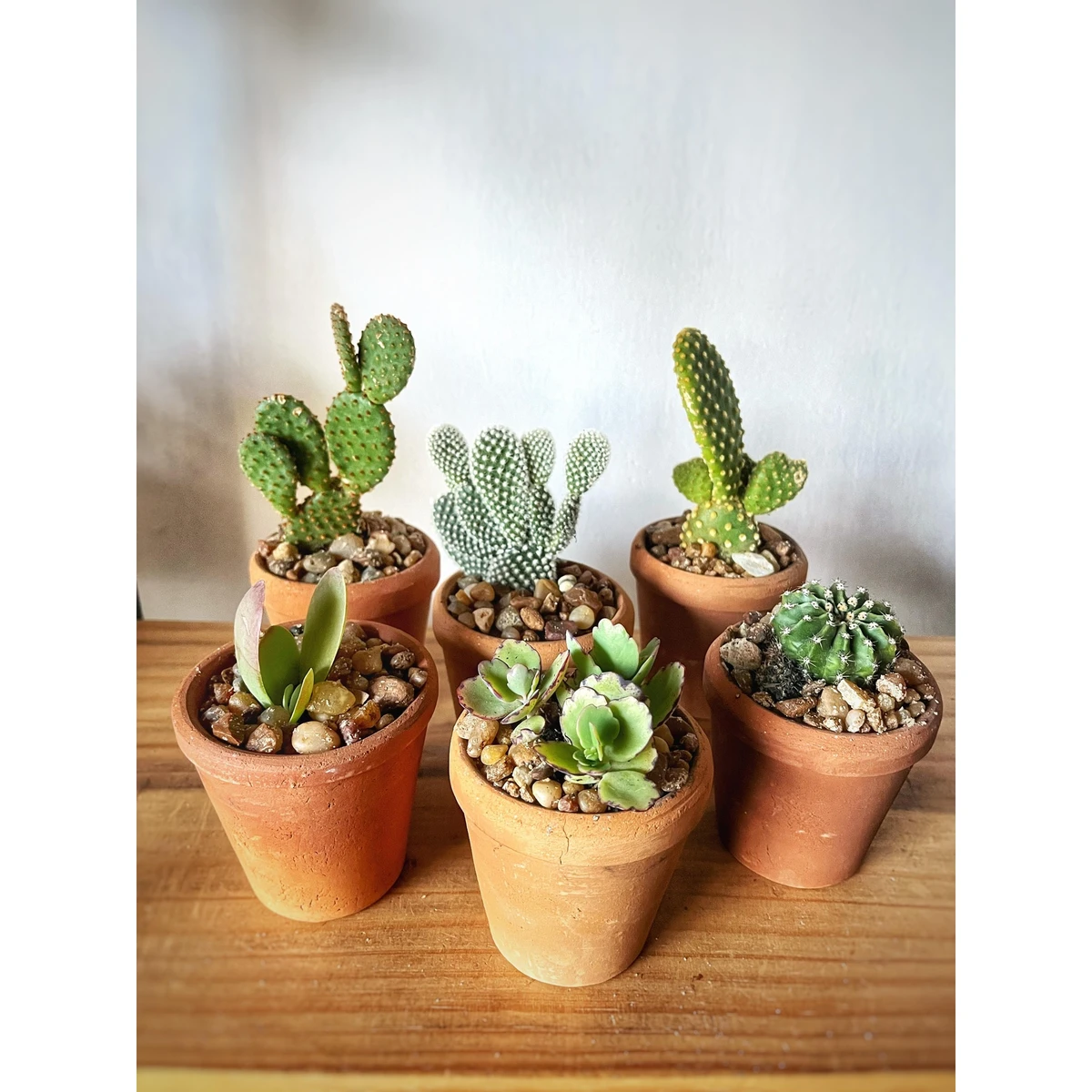 Souvenir Cactus y suculentas en maceta barro artesanal 8cm diametro 