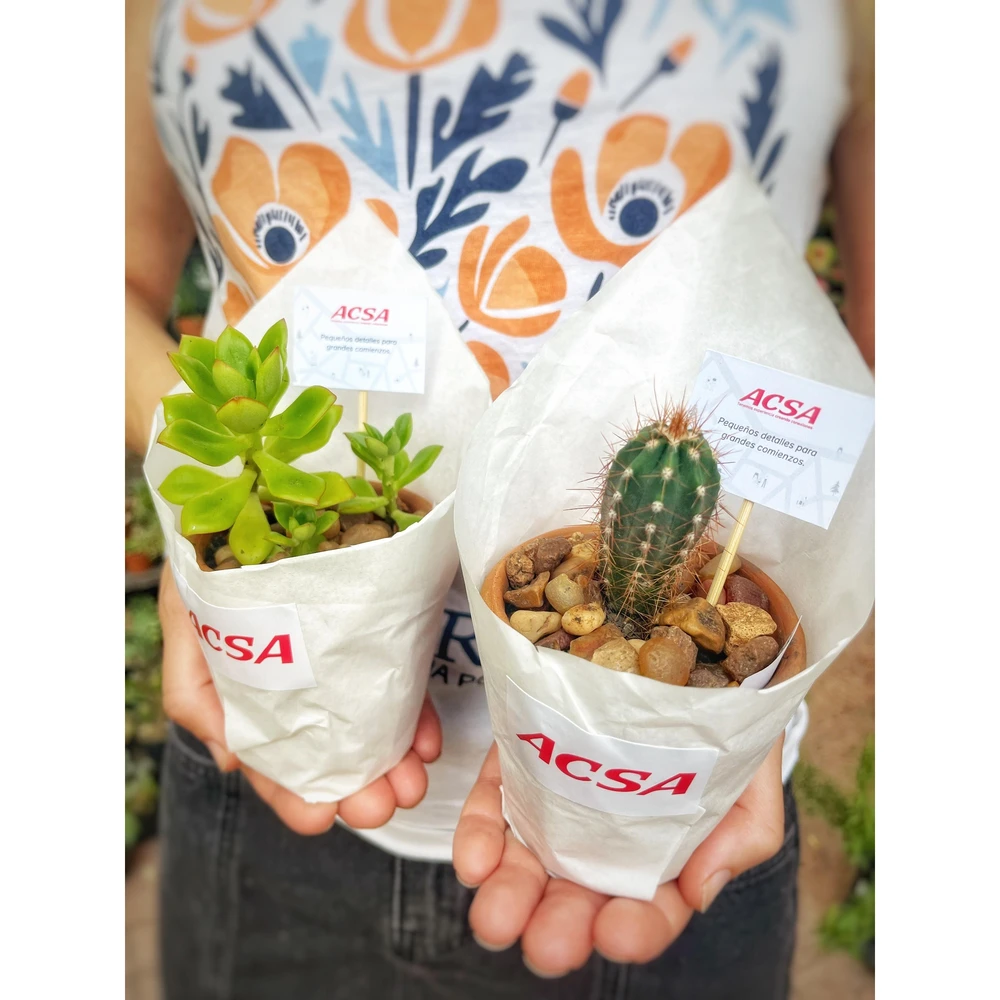 Souvenir Cactus y suculentas en maceta barro artesanal 8cm diametro Souvenir Cactus y suculentas en maceta barro artesanal 8cm diametro