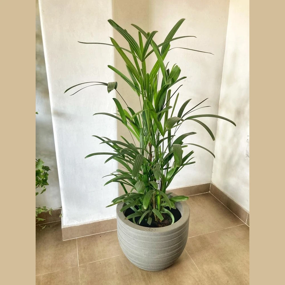 Raphis Excelsa grande Raphis Excelsa grande