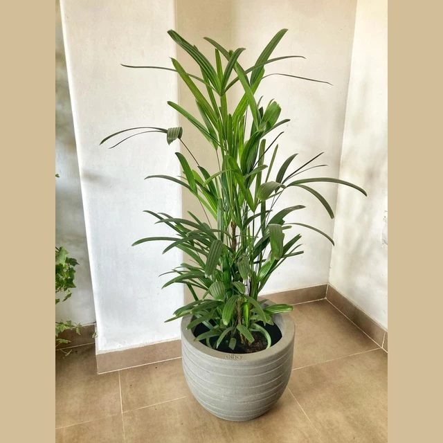 Raphis Excelsa grande Raphis Excelsa grande