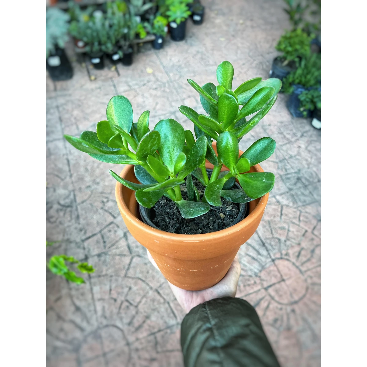 Arbol de Jade 