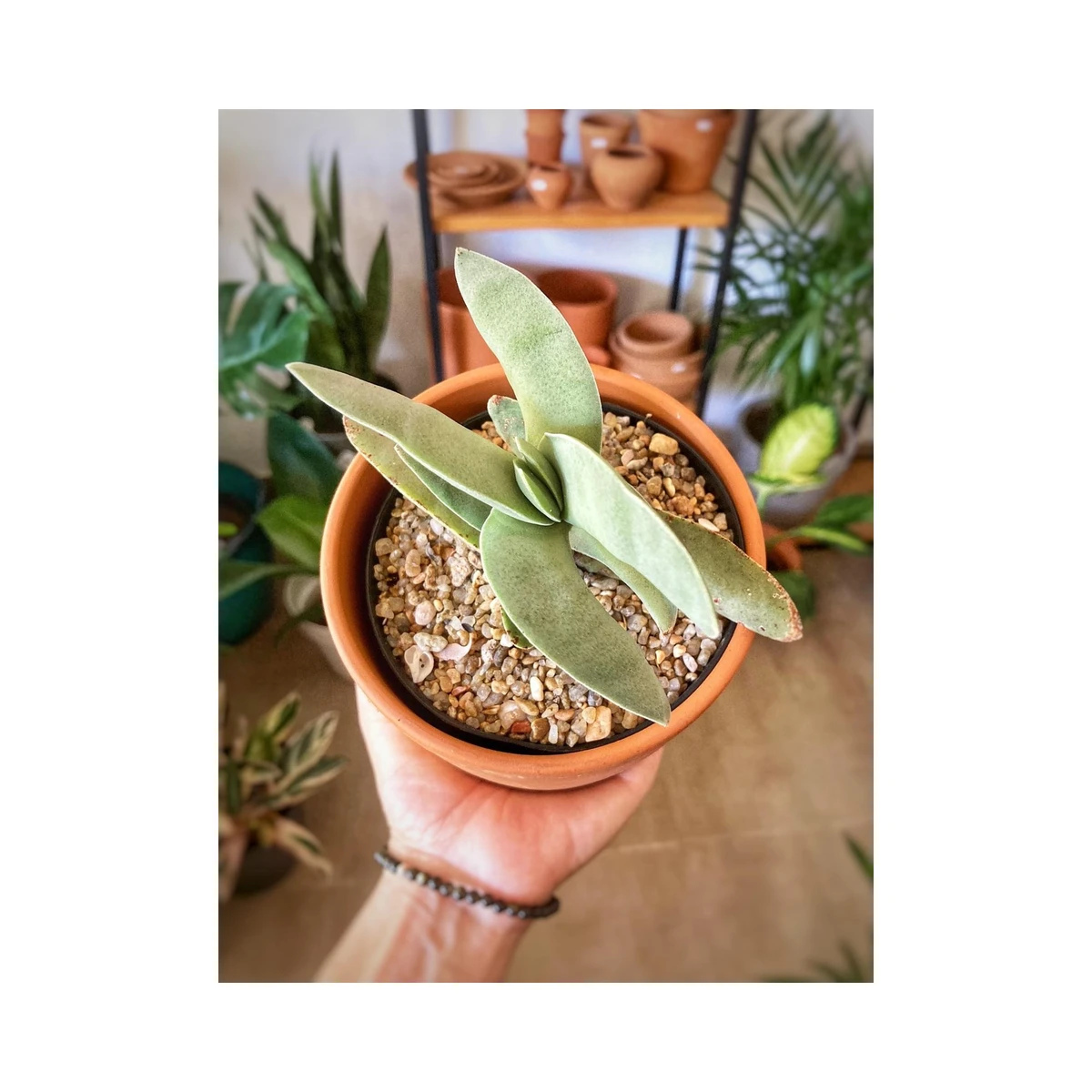 Crassula Perfoliata 