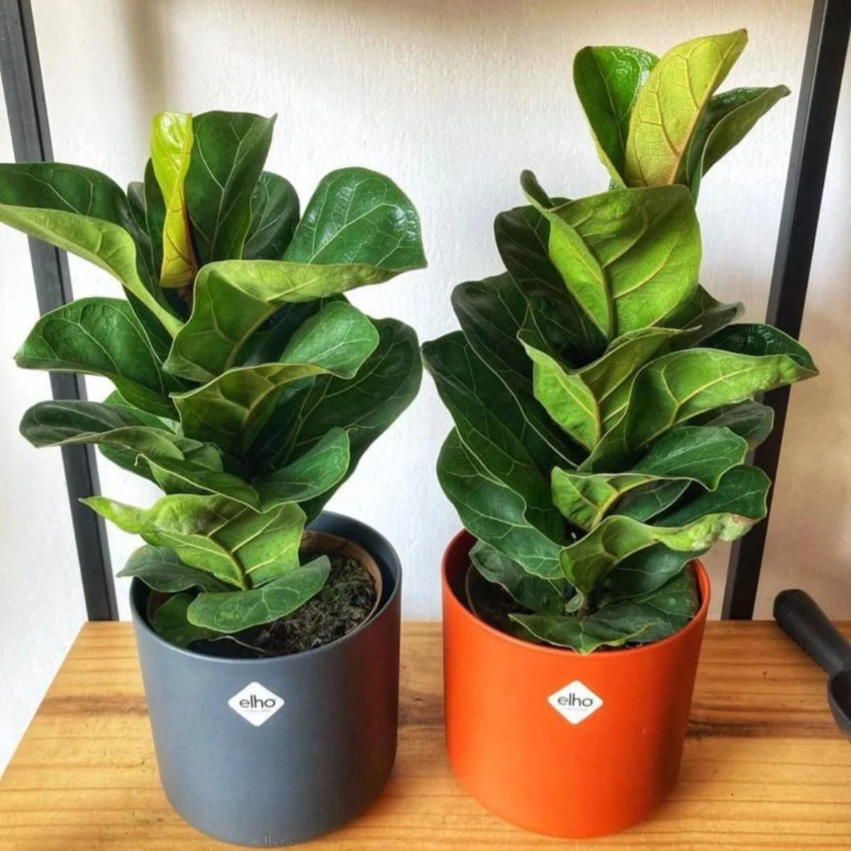 Ficus Lyrata Bambino Pequeño 