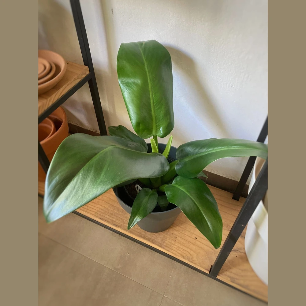 Philodendron Pacova Philodendron Pacova