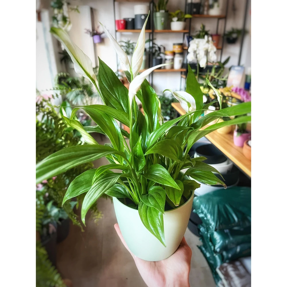 Spathiphyllum (Lirio de la Paz) pequeño Spathiphyllum (Lirio de la Paz) pequeño