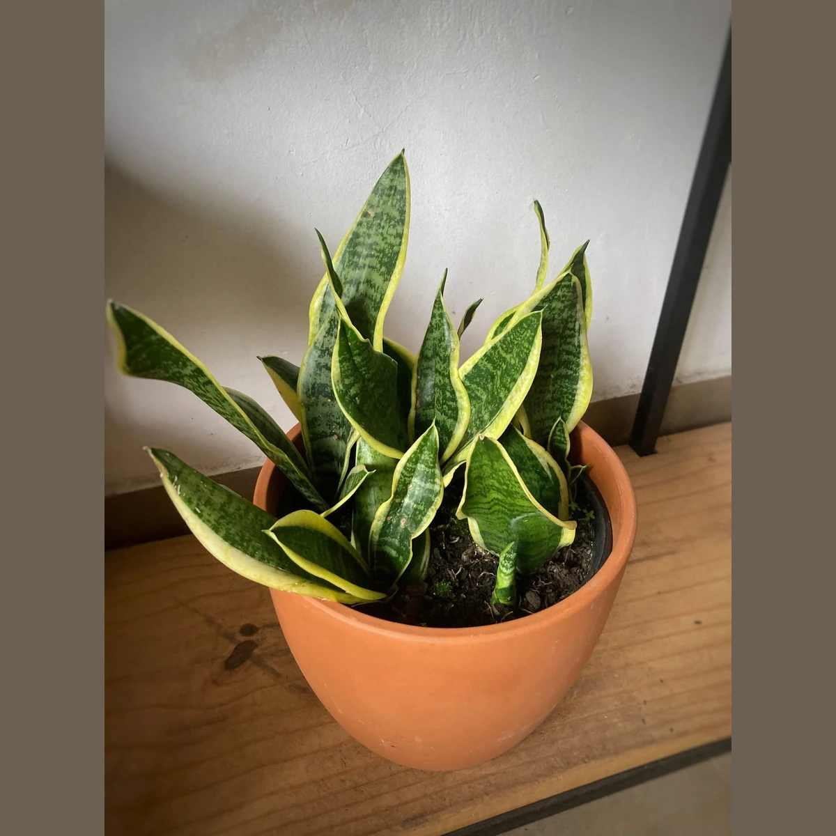 Sansevierias (Espadas de San Jorge) medianas 