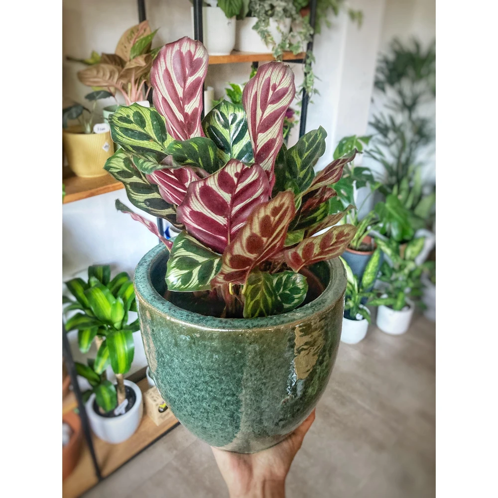 Calathea Makoyana Calathea Makoyana
