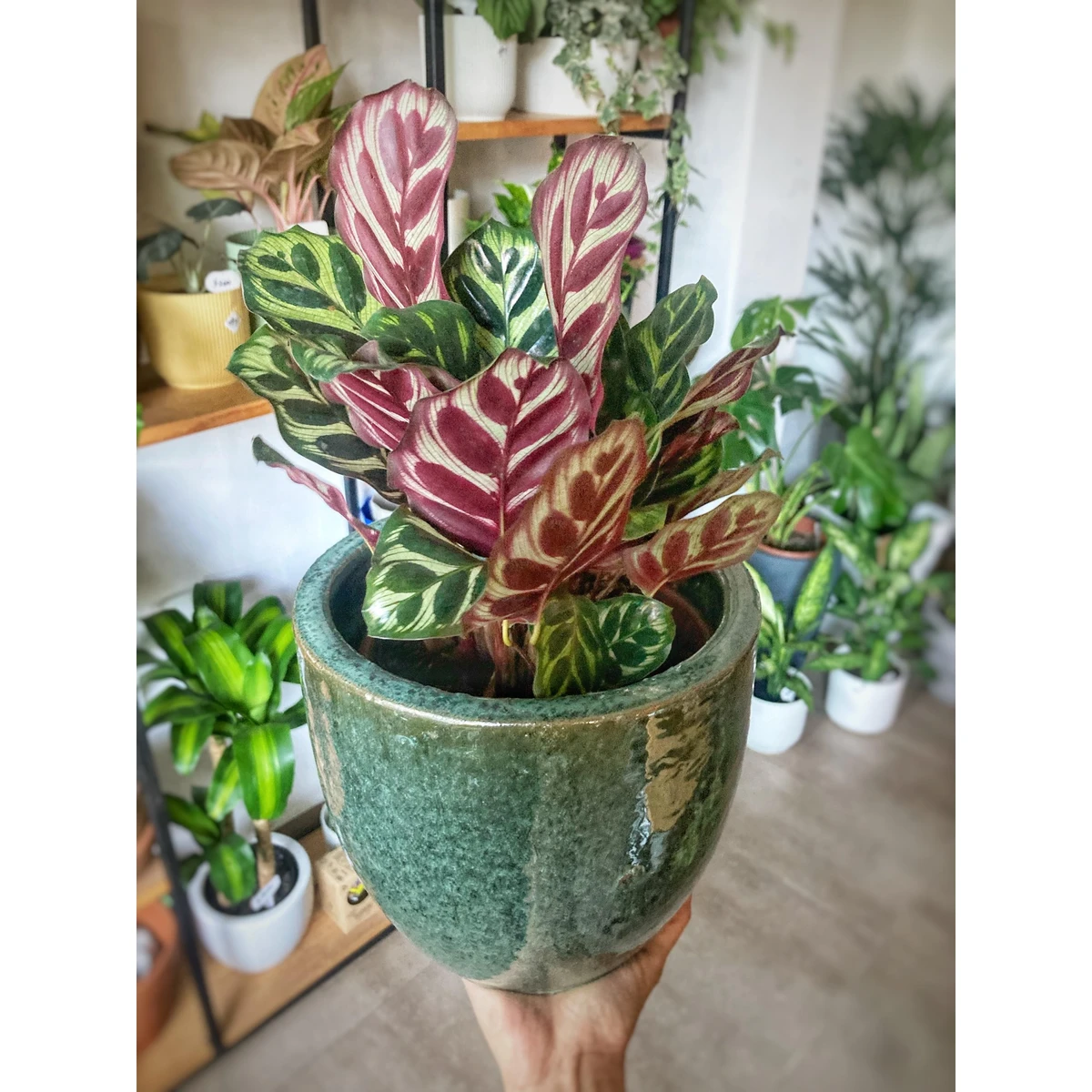 Calathea Makoyana 