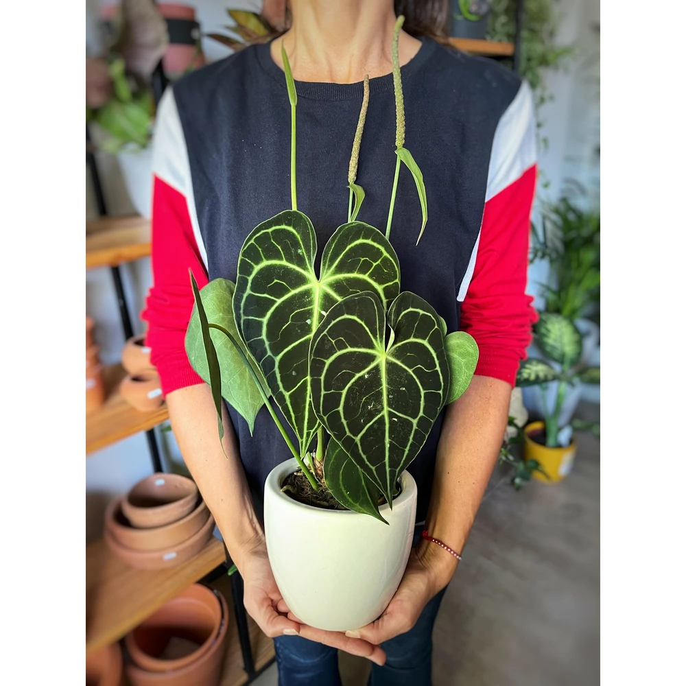 Anthurium clarinervium Anthurium clarinervium