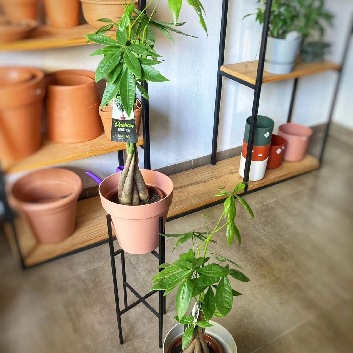 Money Tree - Pachira Aquatica 