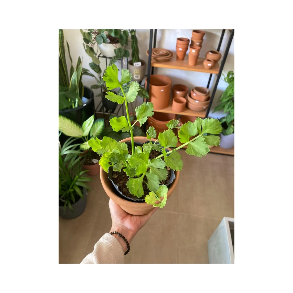 Apio Apio