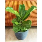 Maceta Plastico Japi 33cm Grafito