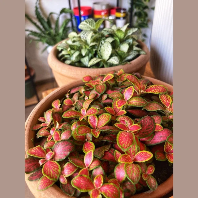 Fittonias Fittonias